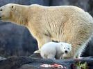 Noticia “Oso polar nace en zoológico de Viena”
