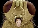 Identificar los detalles de un ser vivo que observa, representarlo de acuerdo con su percepción