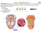 El gusto