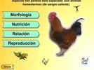 Las aves.