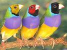 Minuet de los pájaros