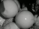 Huevos de tortuga