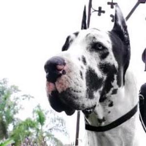 Mtro: Gerson Vale