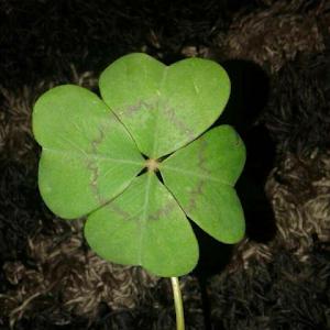 Guadalupe Altamirano