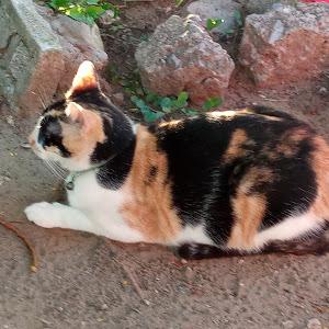 Wendy-Saiko Merlín